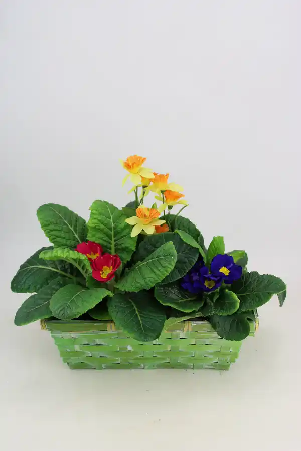 Bild 1 von Arrangement Outdoor Primula vulgaris Korb 25 cm