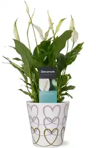 Einblatt Spathiphyllum Bellini H 40 cm 13 cm Keramiktopf