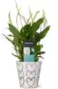 Bild 1 von Einblatt Spathiphyllum Bellini H 40 cm 13 cm Keramiktopf