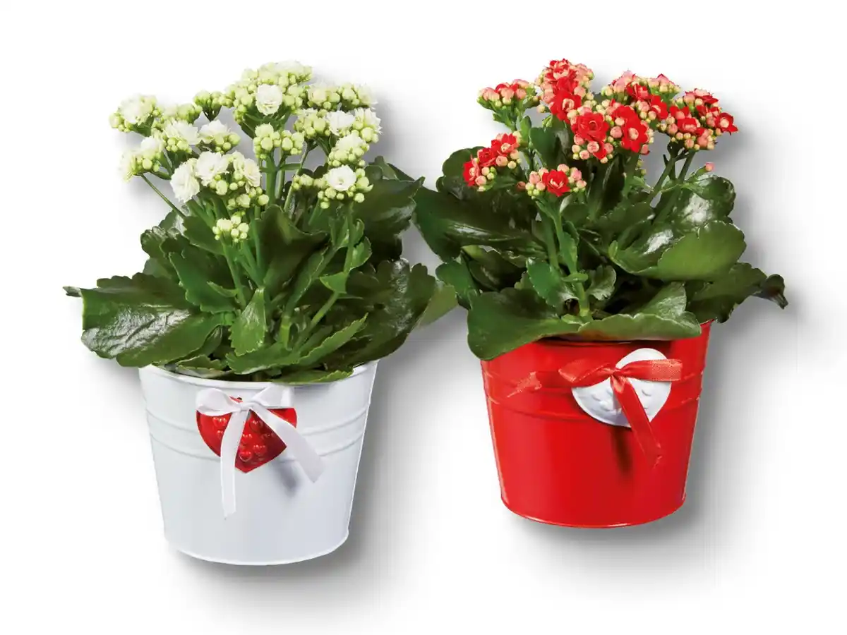 Bild 1 von Kalanchoe im farbigen Zinktopf