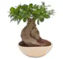 Bild 1 von Ginseng Bonsai*