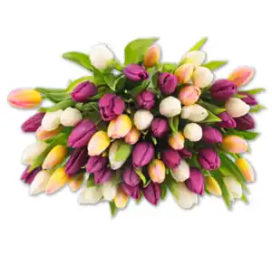 Tulpen Hot & Fresh*