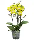 Bild 1 von Schmetterlingsorchidee - Phalaenopsis cultivars 'Arezzo'