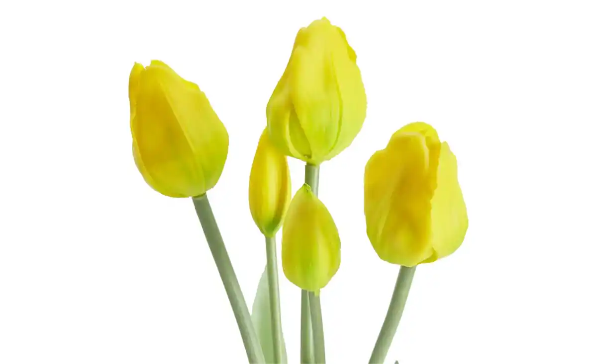 Bild 4 von Französischer Tulpenbund