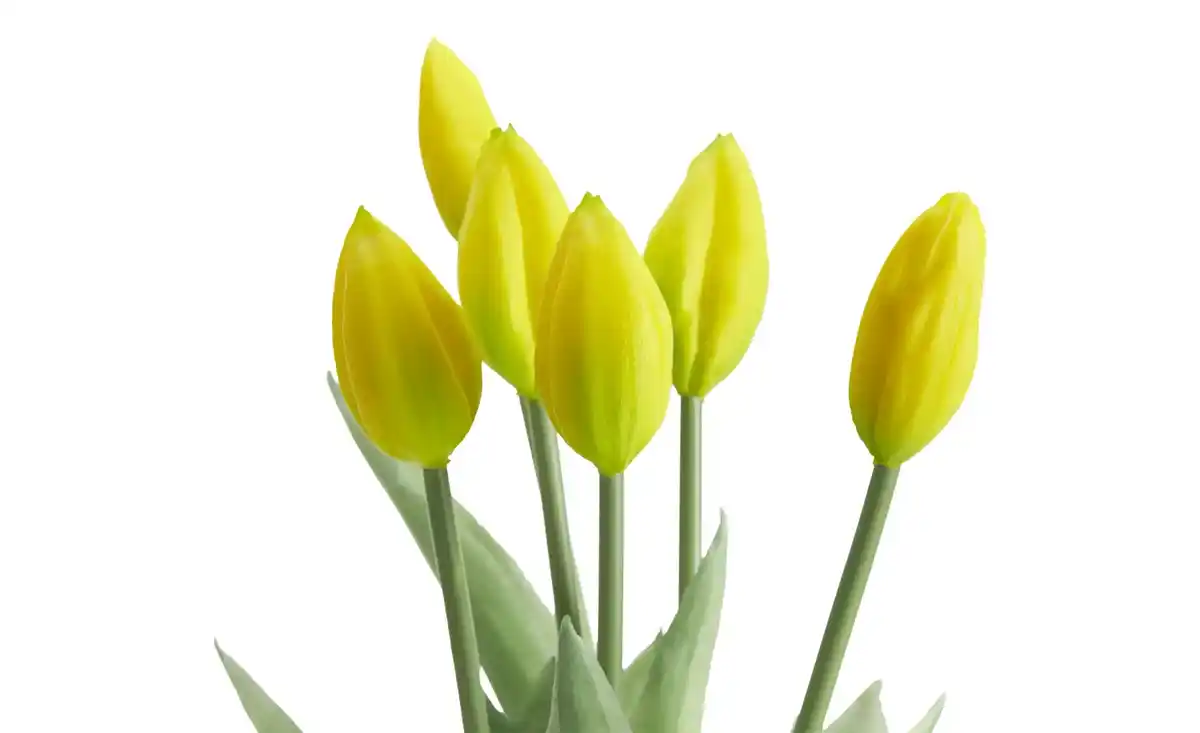 Bild 4 von Tulpenbund, 7-fach