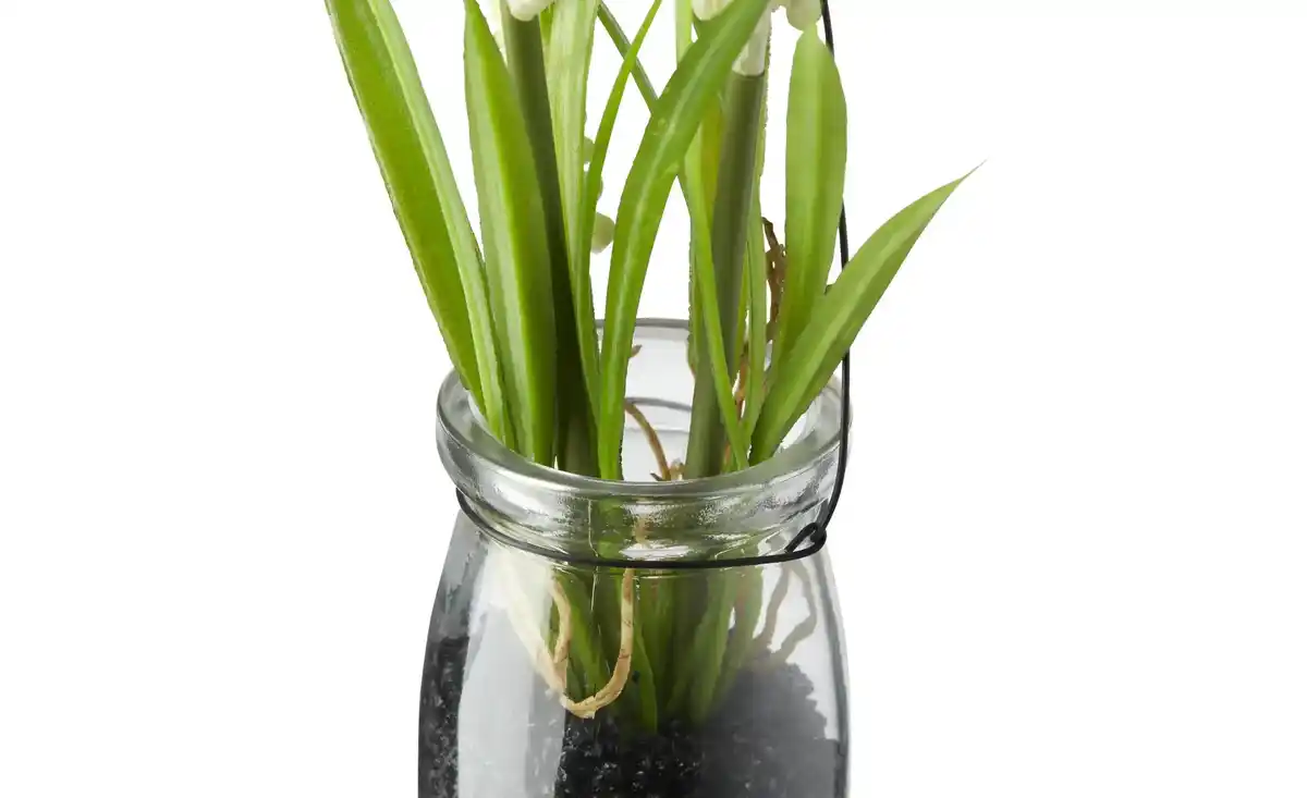 Bild 3 von Hyazinthe in Glasvase