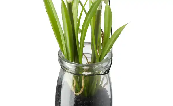 Bild 3 von Hyazinthe in Glasvase