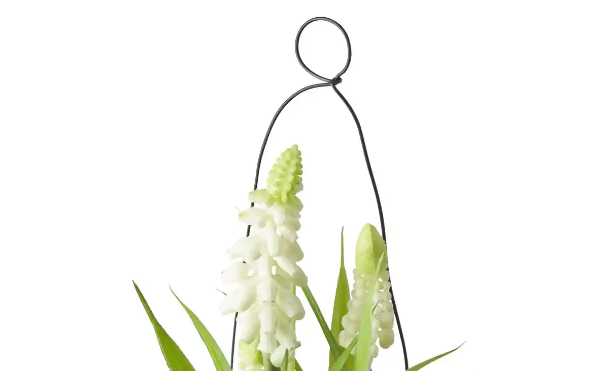 Bild 2 von Hyazinthe in Glasvase