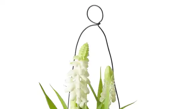 Bild 2 von Hyazinthe in Glasvase