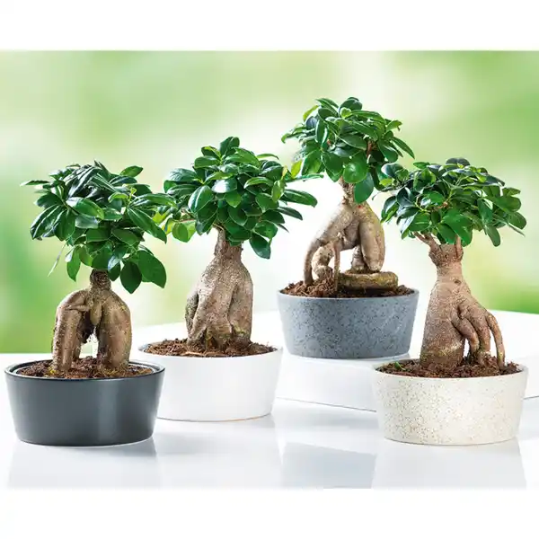 Bild 1 von Bonsai "Ficus Ginseng"