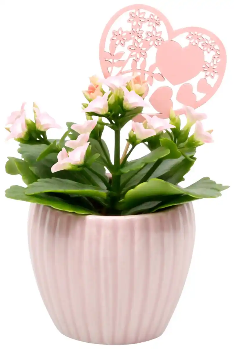 Bild 1 von Mini Kalanchoe im Herz-Keramik-Übertopf
