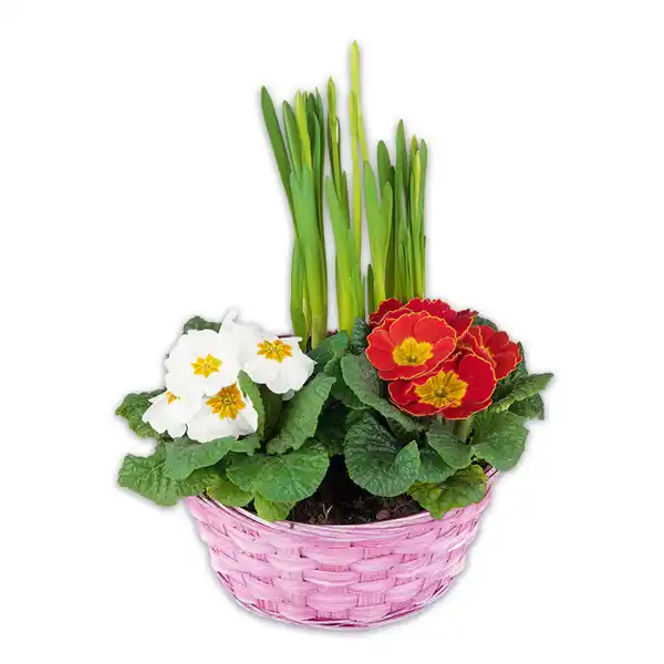 Bild 3 von Bunter Frühlingskorb