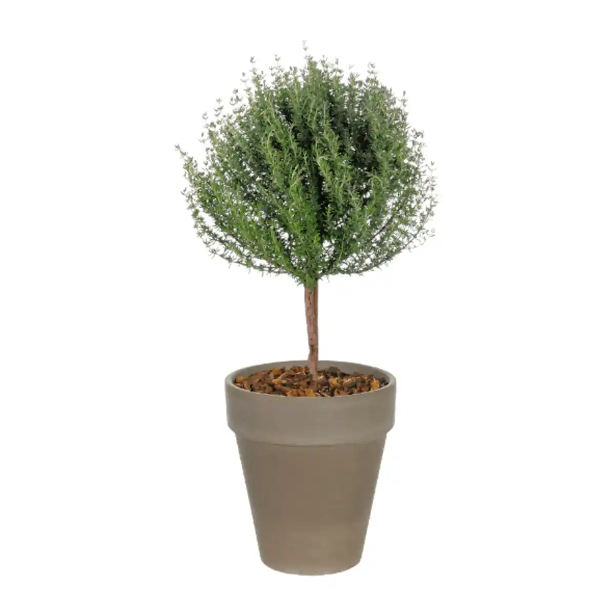 Bild 3 von GARDENLINE Gewürzstämmchen