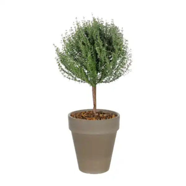 Bild 3 von GARDENLINE Gewürzstämmchen