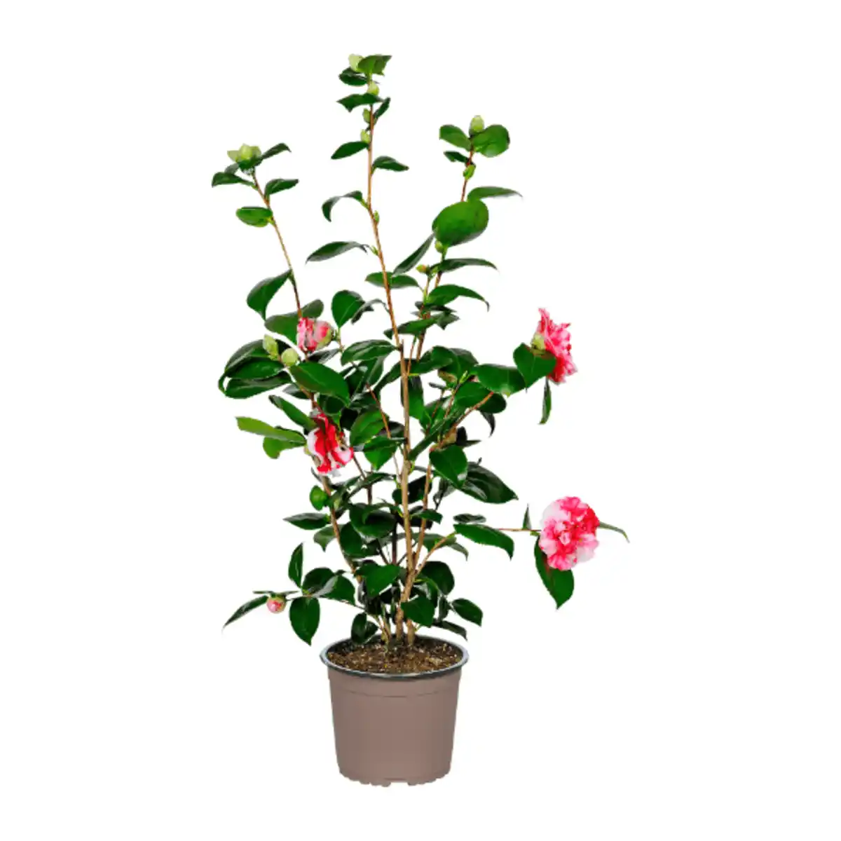 Bild 4 von GARDENLINE Kamelie