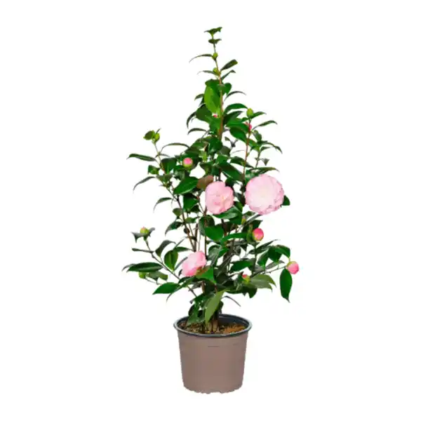 Bild 3 von GARDENLINE Kamelie