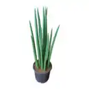 Bild 2 von GARDENLINE Sansevieria