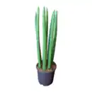 Bild 3 von GARDENLINE Sansevieria