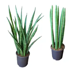 GARDENLINE Sansevieria