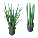 Bild 1 von GARDENLINE Sansevieria