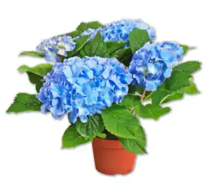 Hortensie*