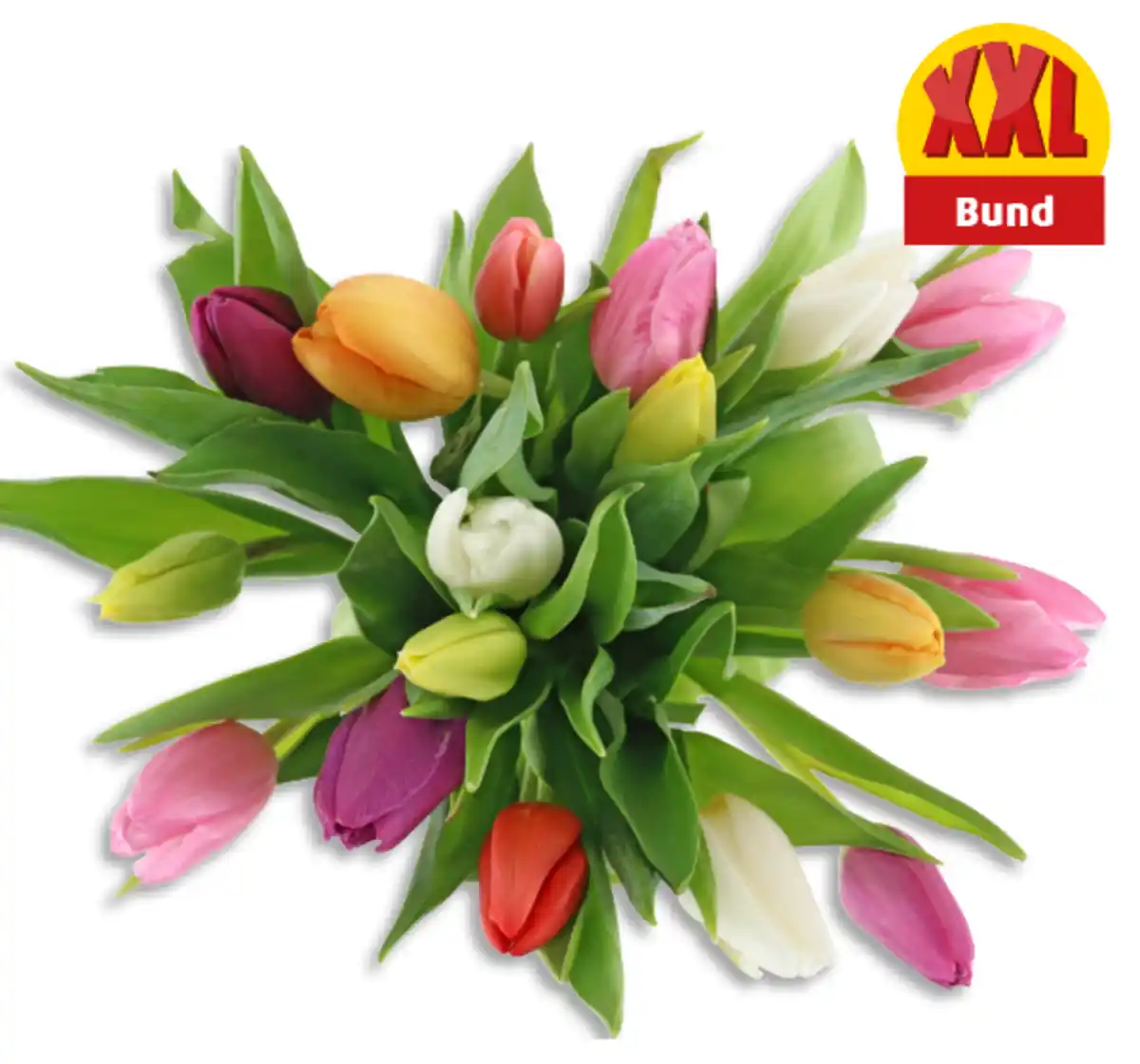 Bild 1 von Tulpen Harlekin*
