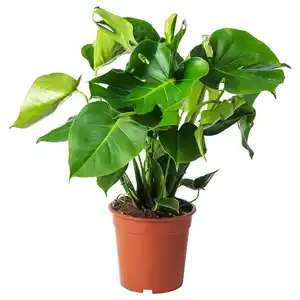 MONSTERA Pflanze, Fensterblatt 21 cm