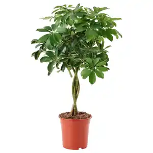 SCHEFFLERA ARBORICOLA Pflanze, Strahlenaralie/geflochtener Stamm 19 cm