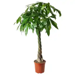 PACHIRA AQUATICA Pflanze, Glückskastanie 27 cm