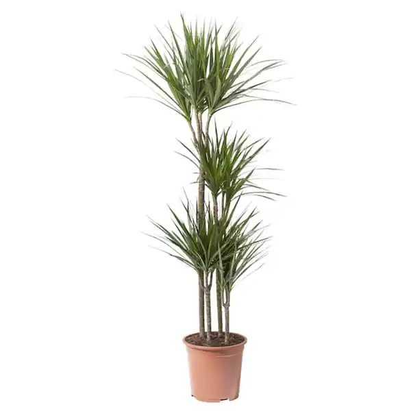 Bild 1 von DRACAENA MARGINATA Pflanze, Drachenbaum/4-stämmig 27 cm