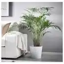 Bild 4 von DYPSIS LUTESCENS Pflanze, Goldfruchtpalme 24 cm