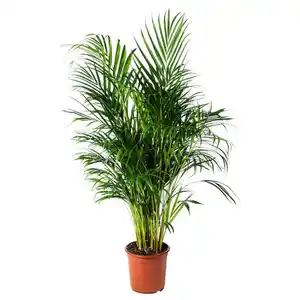 DYPSIS LUTESCENS Pflanze, Goldfruchtpalme 24 cm