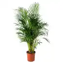 Bild 1 von DYPSIS LUTESCENS Pflanze, Goldfruchtpalme 24 cm