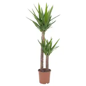 YUCCA ELEPHANTIPES Pflanze, Palmlilie/2 Stämme 24 cm