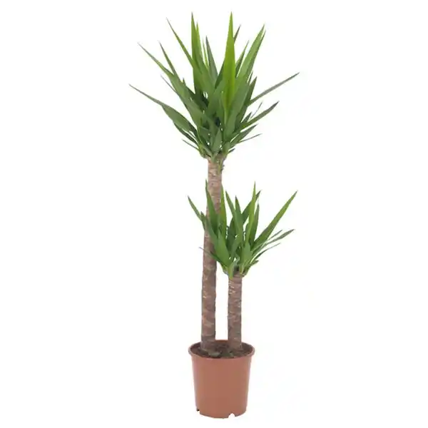 Bild 1 von YUCCA ELEPHANTIPES Pflanze, Palmlilie/2 Stämme 24 cm