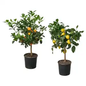 CITRUS Topfpflanze, versch. Arten 19 cm