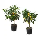 Bild 1 von CITRUS Topfpflanze, versch. Arten 19 cm