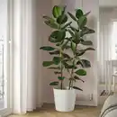 Bild 2 von FICUS ELASTICA ROBUSTA Pflanze, Gummibaum 27 cm