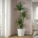 Bild 2 von DRACAENA MARGINATA Pflanze, Drachenbaum/4-stämmig 27 cm