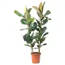 Bild 1 von FICUS ELASTICA ROBUSTA Pflanze, Gummibaum 27 cm