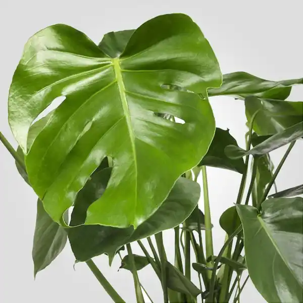 Bild 4 von MONSTERA Pflanze, Fensterblatt 21 cm