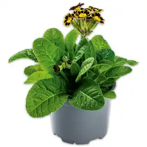 Schlüsselblume "Primula veris"