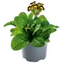 Bild 1 von Schlüsselblume "Primula veris"