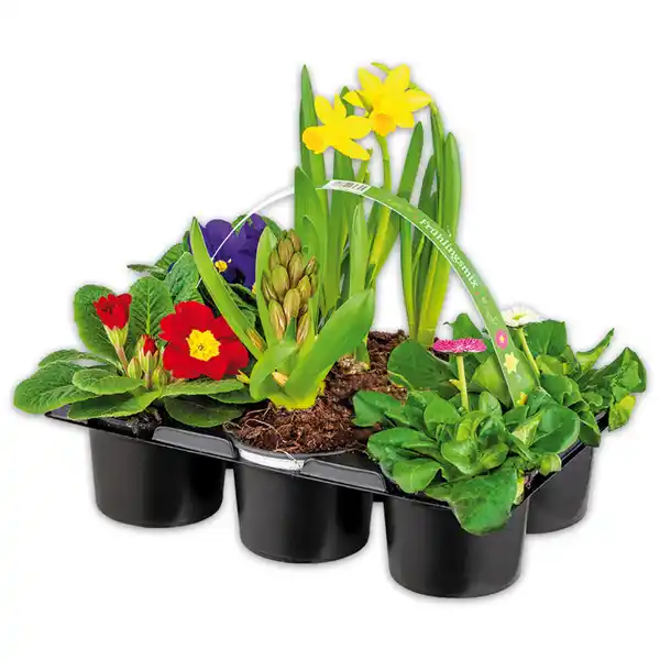 Bild 3 von Frühlingsmix