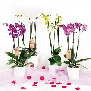 Orchidee "Phalaenopsis"