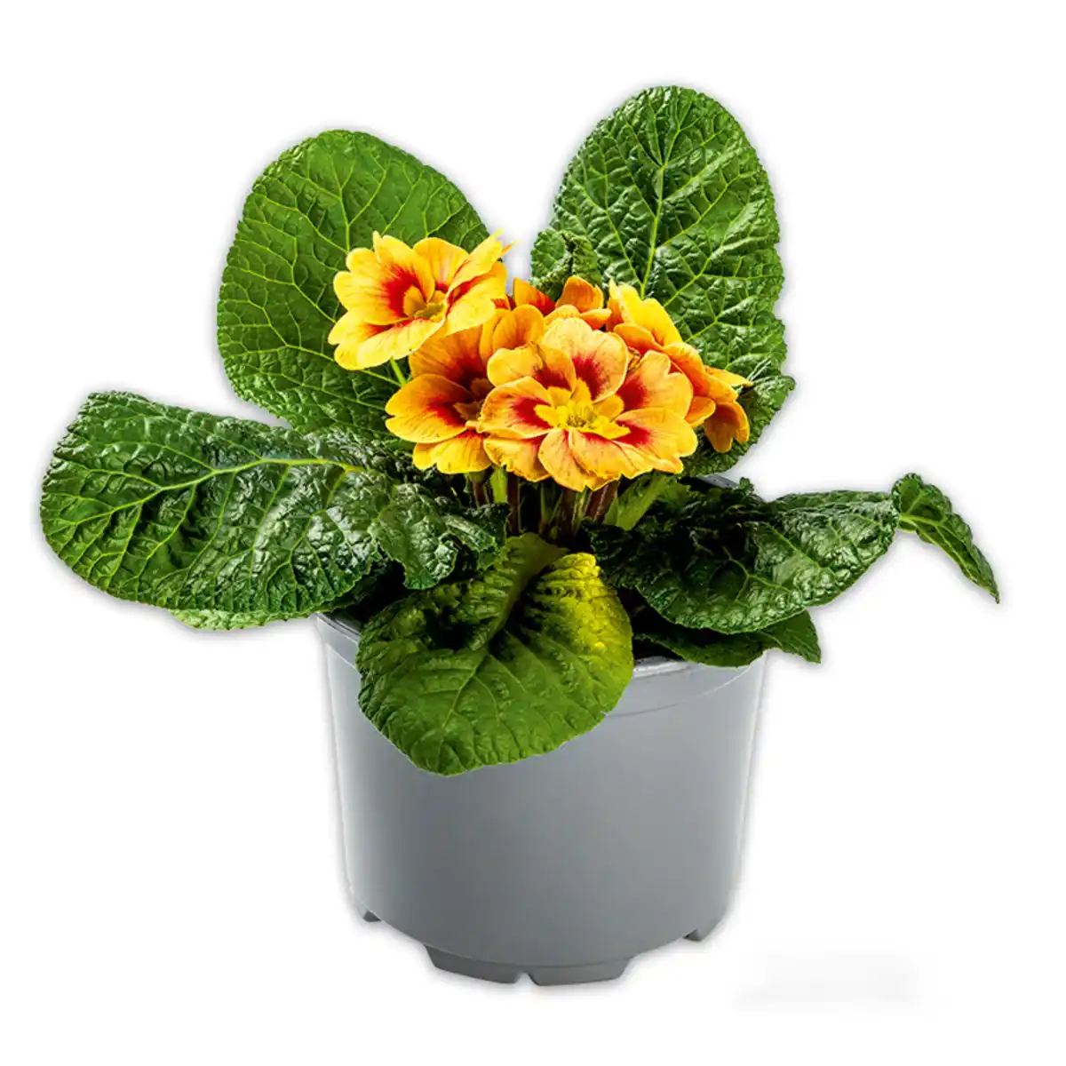 Bild 3 von Zebra-/ Tigerprimeln