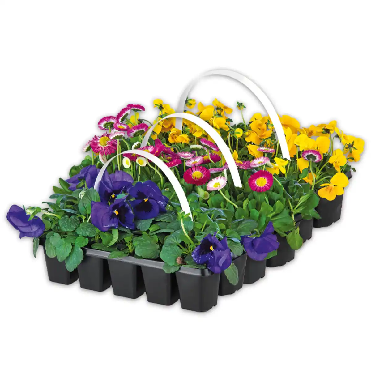 Bild 1 von Beetpflanzen Frühblüher