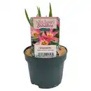 Bild 1 von GARDENLINE Wildtulpenmischung