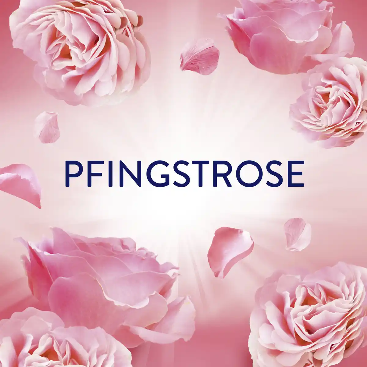 Bild 3 von Lenor Wäscheparfüm Pfingstrose Hibiskusblüte, 155 g