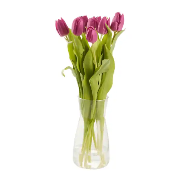 Bild 3 von GARDENLINE Tulpen